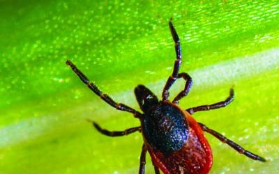 Tick season arrives: Stay safe while enjoying the outdoors